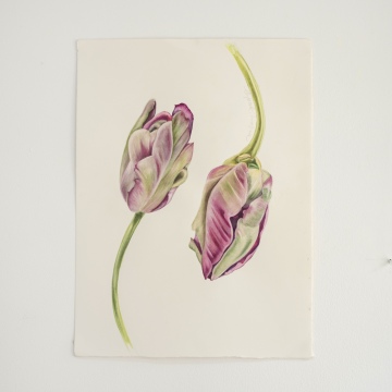 Two Parrot Tulip