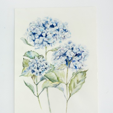 Hydrangea