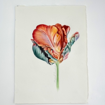 Parrot Tulip