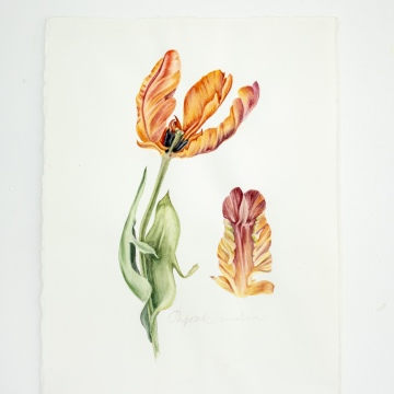 Tulip anatomy