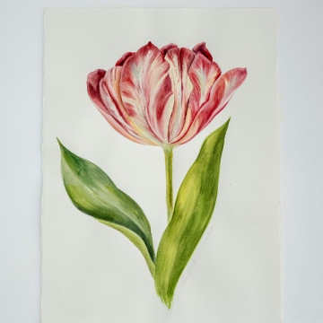 Legendary Tulip