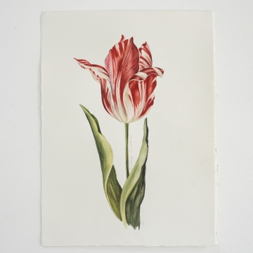 Legendary Tulip